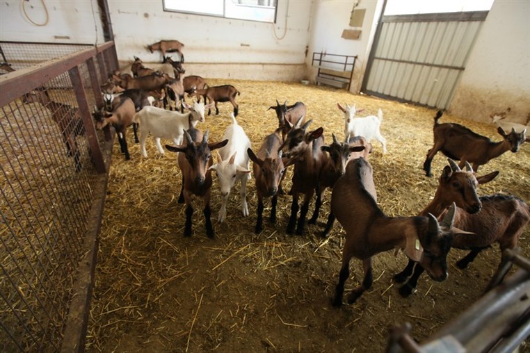 Dairy Khoury Farm Gates Opening